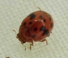 Subcoccinella vigintiquatuorpunctata