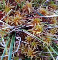 Sphagnum teres
