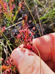 Erica rubiginosa