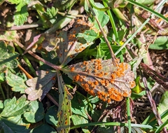 Phragmidium potentillae