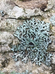 Heterodermia hypoleuca