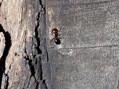 Camponotus sayi