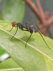 Taeniapterinae