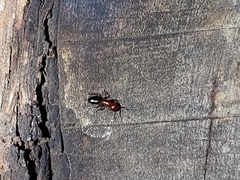 Camponotus sayi