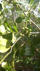Zanthoxylum flavum
