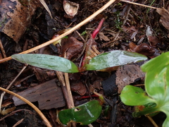 Moehringia macrophylla