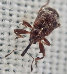 Anthonomus bituberculatus