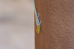 Lygodactylus picturatus