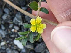 Tribulus terrestris