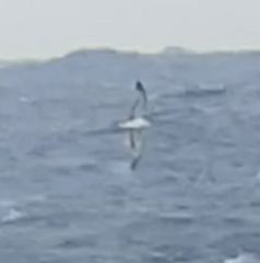 Procellariidae