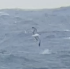 Procellariidae