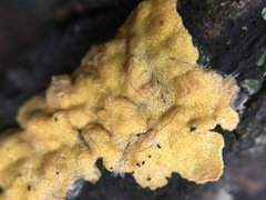 Trichoderma victoriense