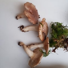 Lactarius albocarneus