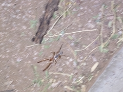 Eremobatidae