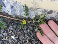 Tribulus terrestris