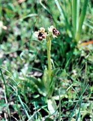 Ophrys bombyliflora