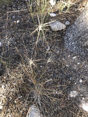 Elymus elymoides
