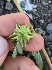 Tribulus terrestris