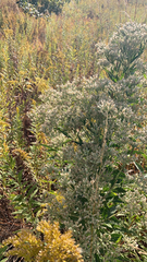 Eupatorium altissimum