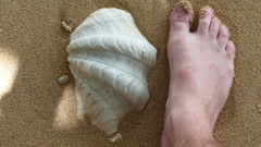 Tridacna