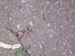 Eremobatidae