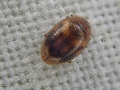 Rhyzobius chrysomeloides