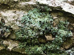 Heterodermia hypoleuca