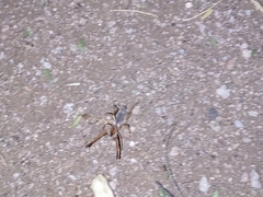 Eremobatidae