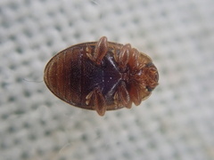 Rhyzobius chrysomeloides