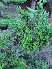 Cupressus macrocarpa
