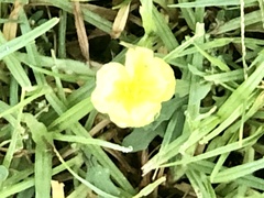 Oenothera laciniata