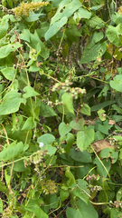 Fallopia convolvulus