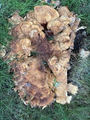 Hydnellum aurantiacum