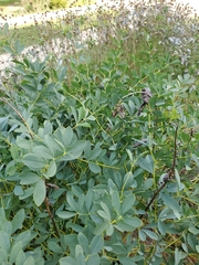 Baptisia australis