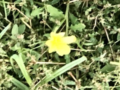 Oenothera laciniata