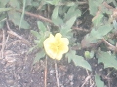 Oenothera laciniata