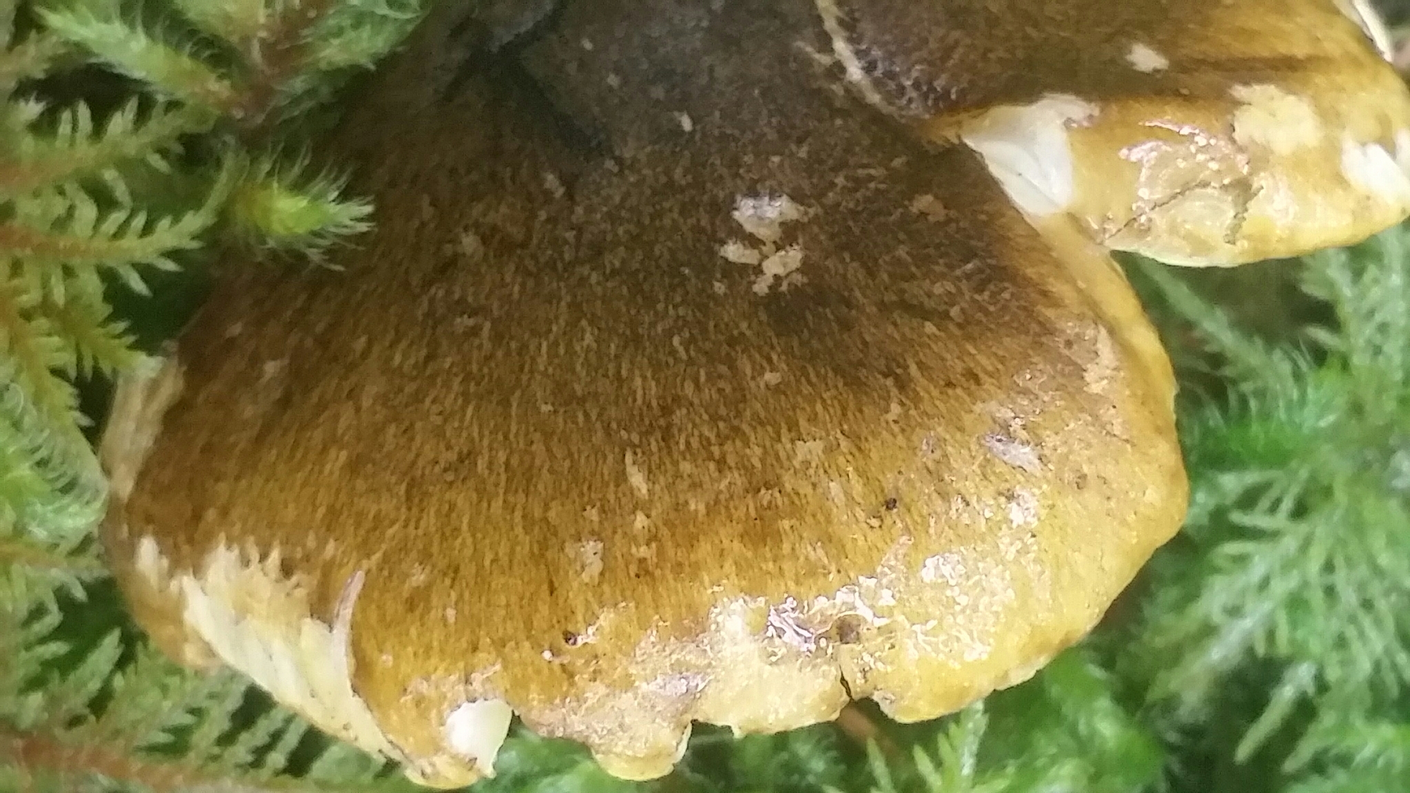 Tricholoma sejunctum image