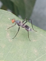 Taeniapterinae