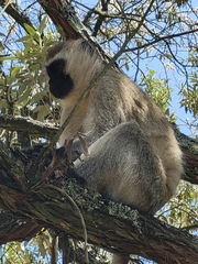 Chlorocebus pygerythrus hilgerti