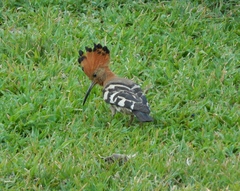 Upupa epops africana