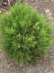 Baccharis sergiloides