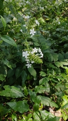Plumbago zeylanica