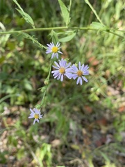 Symphyotrichum anomalum