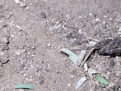 Tetramorium hispidum