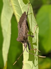 Acanthocephala terminalis