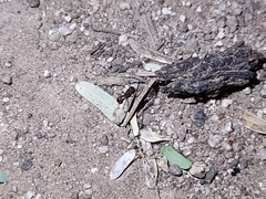 Tetramorium hispidum