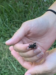 Gryllus veletis