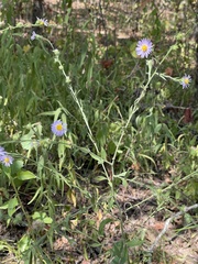 Symphyotrichum anomalum