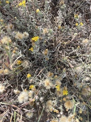 Heterotheca canescens