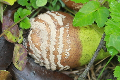 Monilinia fructigena